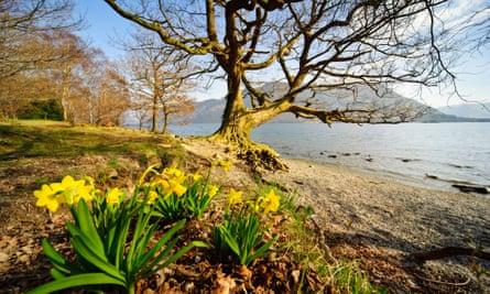 Wild daffodils at Glencoyne, Ullswater, the location made famous by Wordsworth’s poem, I wandered lonely as a cloud.