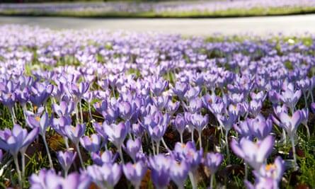 Field of bluebells at Kew Gardens, London.