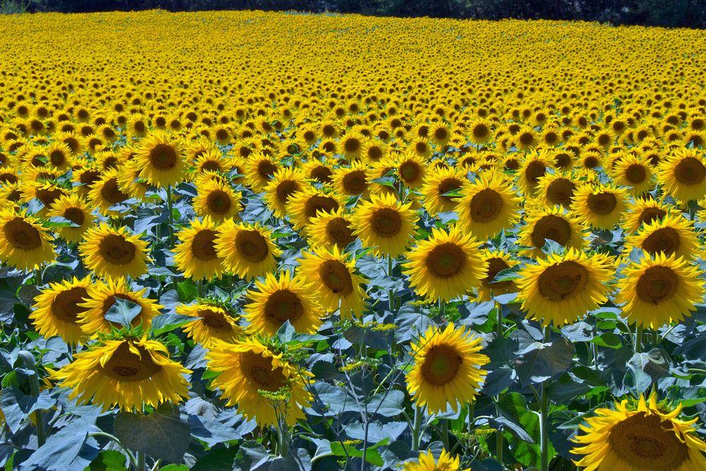 Girasoli in Languedoc © Paul Atkinson / Shutterstock