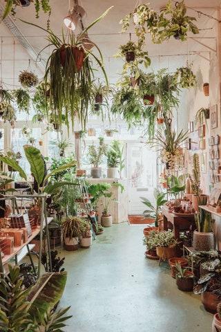Wildernis plant shop