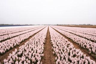 Keukenhof and Lisse